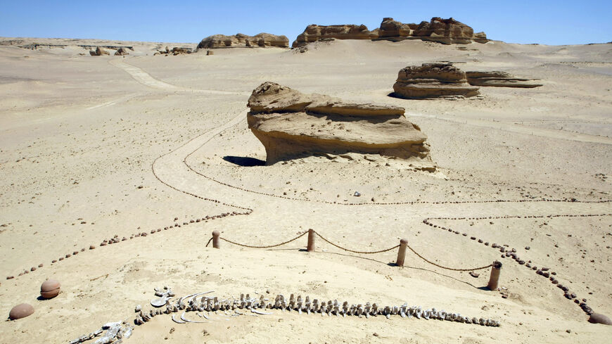 Remains of an early whale from 40-million years ago lies on the desert pavement of Wadi El-Hutan, 100 kilometers south of Cairo. About 400 skeletons of ancient water life: mammals, reptiles have been identified in what used to be an ancient shoreline. 