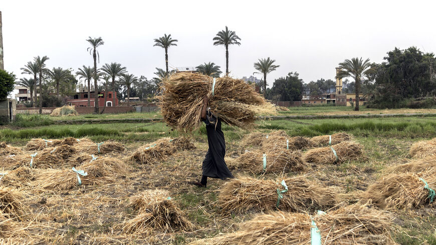An Egyptian farmer harvests wheat on Qursaya Island, Cairo, Egypt, May 16, 2022.