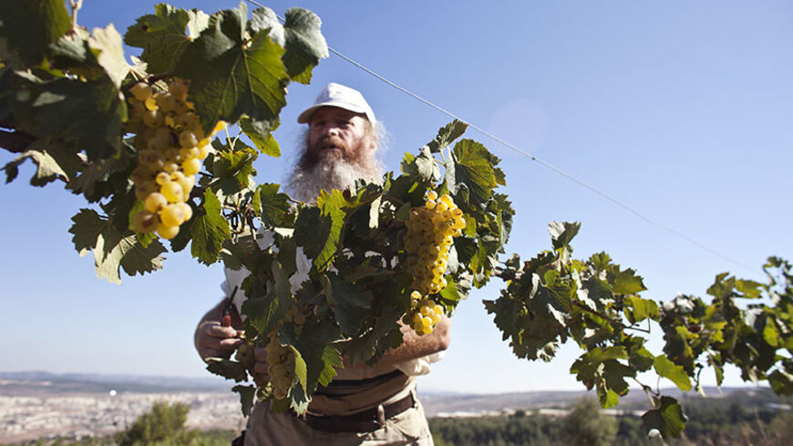 Wine-grower Gershon Ferency harvests Chardonnay grapes in his vineyard near the West Bank Jewish settlement of Bat Ayin, south of Bethlehem August 20, 2012. Established in 1993, Ferency's winery produces some 6,500 bottles of kosher wine a year using organically grown grapes. REUTERS/Nir Elias (WEST BANK - Tags: FOOD AGRICULTURE) - RTR36ZI0