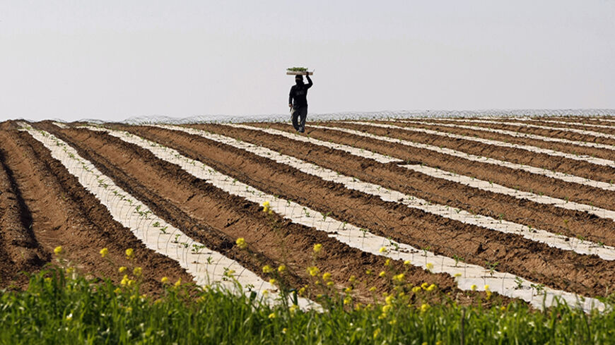 A Thai labourer works in a watermelon field near the southern Israeli town of Sderot March 3, 2011. REUTERS/Baz Ratner (ISRAEL - Tags: AGRICULTURE) - RTR2JEIS