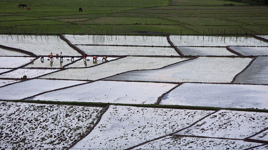 TALESH, IRAN - MAY 17:  Labourers sow rice in a paddy field on May 17, 2007 near Talesh, Northern-Western Iran. Rice in its various forms is the most consumed cereal, totalling a massive one-fifth of all calories consumed by the human race and is a staple in many parts of Asia. The biggest producers of rice, mainly grown in paddy fields are China, India and Indonesia. (Photo by Majid/Getty Images)