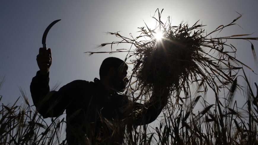 A Palestinian farmer harvests barley on a farm near the border of southern Gaza Strip with Israel April 28, 2014. REUTERS/Ibraheem Abu Mustafa (GAZA - Tags: AGRICULTURE) - RTR3MW43
