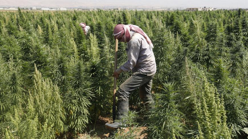 A man works in a field of cannabis at Hermel, Bekaa July 31, 2013. The United Nations Office on Drugs and Crime ranked Lebanon in 2011 as one of the world's top five sources of cannabis resin. In recent years, security forces have sent tractors, bulldozers and armoured vehicles to plough up, flatten or burn the cannabis crops, leading to clashes with farmers armed with assault rifles and rocket-propelled grenades. Dramatic as they were, those shows of force by authorities achieved only partial success in a 