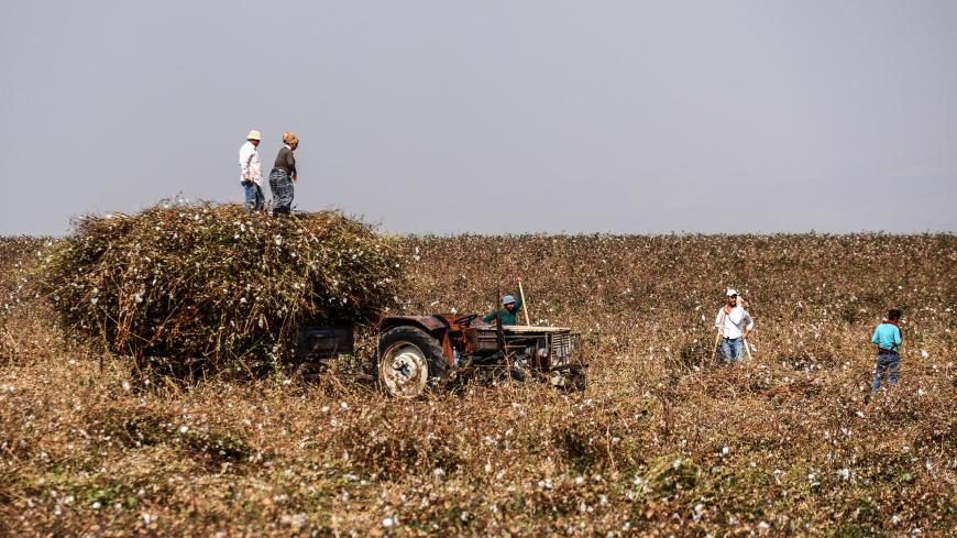 Agricultural workers pick cotton from a field on October 8, 2017 in Hatay. / AFP PHOTO / ILYAS AKENGIN        (Photo credit should read ILYAS AKENGIN/AFP/Getty Images)