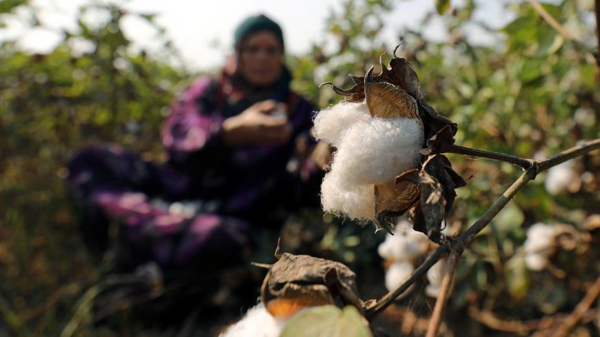 Cotton is seen in a field in Qaha, Al-Qalyubia Governorate, northeast of Cairo, Egypt September 28, 2018. REUTERS/Mohamed Abd El Ghany - RC1BE9EC1EF0