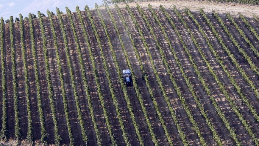 A worker drives in the Pendore vineyard run by Kavaklidere wines during the harvest in the western Turkish village of Kemaliye in the Aegean region, August 28, 2009. REUTERS/Murad Sezer (TURKEY SOCIETY) - GM1E58T02GR01