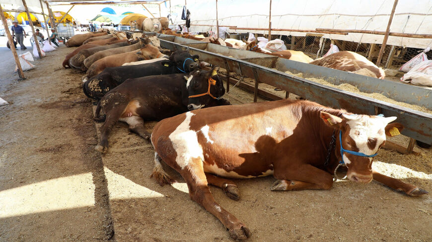 Sacrificial cows lay on the ground at a livestock market, ahead of the annual Muslim holiday of Eid al-Adha, Ankara, Aug. 8, 2019.