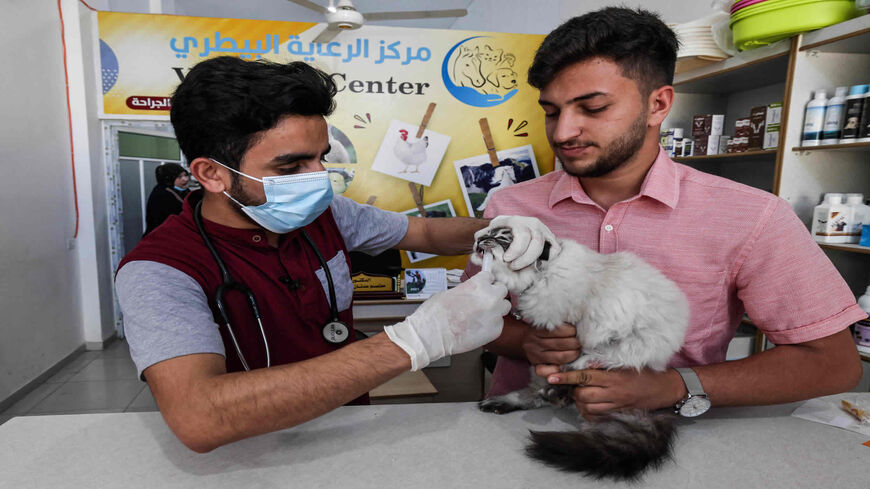 Palestinian veterinarian Mutasem Qaddoura examines a cat at a clinic in Gaza City, Gaza Strip, May 24, 2021.