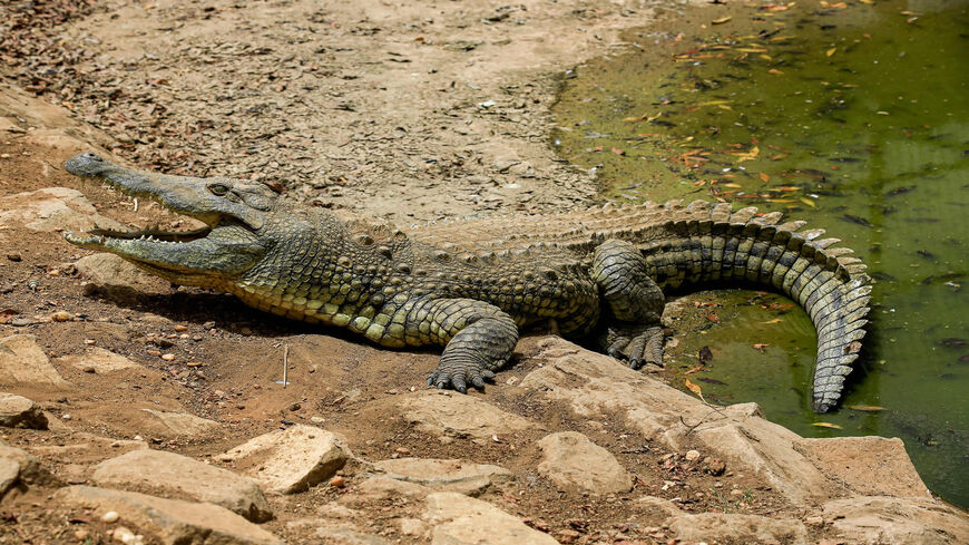 A Nile crocodile (Crocodylus niloticus) comes out the of the water at the Kuku Zoo wildlife park in the Khartoum Bahri (North) twin city of the Sudanese capital, Sudan, June 25, 2020.