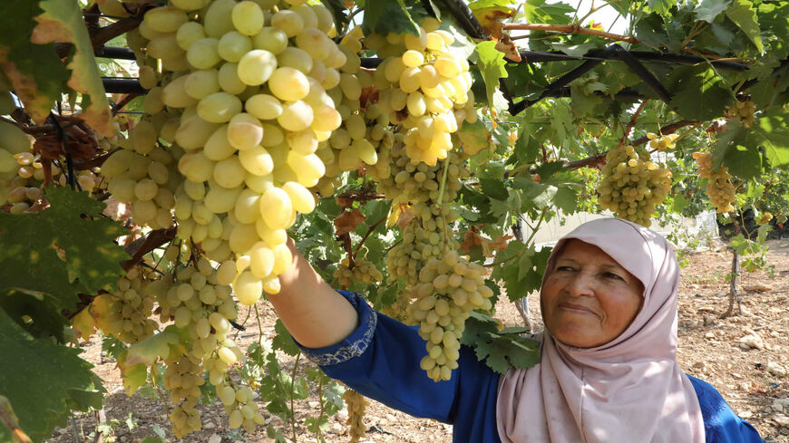 A Palestinian woman collects grapes to make Grape Malban, a mixture of grapes and semolina, at Halhoul village, near Hebron, West Bank, Sept. 4, 2020.