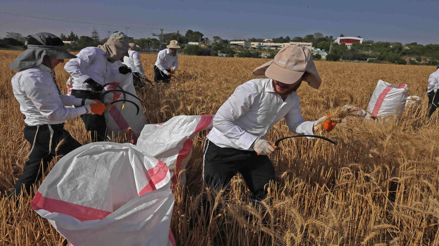 Ultra-Orthodox Jews harvest wheat in a field near the city of Modi'in, Israel, April 28, 2021.