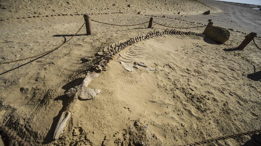 This picture shows a whale skeleton at the Wadi el-Haitan Fossil and Climate Change Museum in Fayoum, Egypt, Jan. 14, 2016.