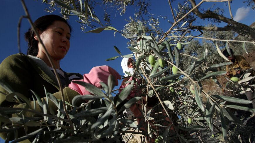 Palestine olives