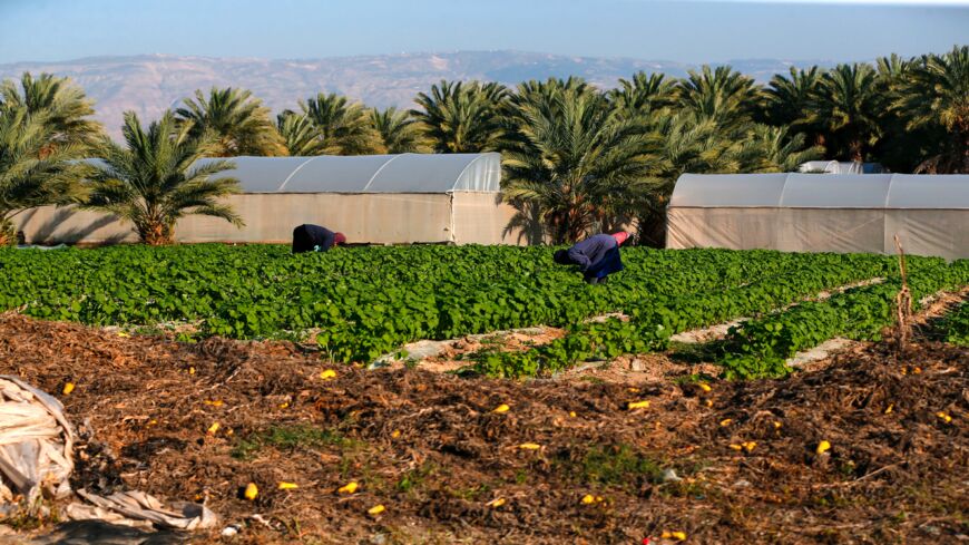 A general view taken on March 3, 2020, shows Palestinian farmers working in an agricultural field.