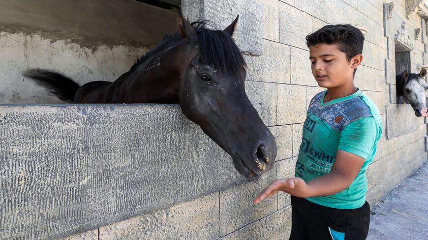 Idlib horse