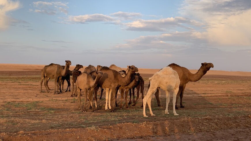 Camels in Raqqa