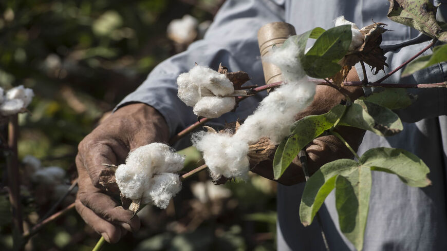 An Egyptian farmer works in a cotton field in the Nile Delta town of Kafr el-Sheikh, Egypt, Sept. 13, 2018. 