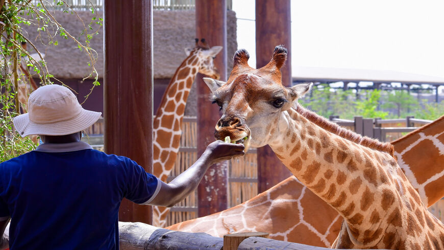 A man feeds a giraffe at the Dubai Safari Park, United Arab Emirates, Oct. 4, 2020.