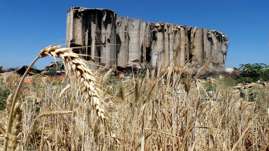 Wheat grains spilled from the silos at Beirut port in the massive explosion Aug. 4, 2020, are fully grown, Lebanon, May 27, 2021.