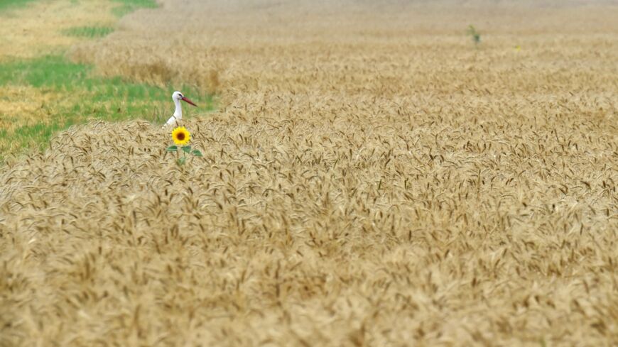 A stork stands next to a sunflower in a wheat field.
