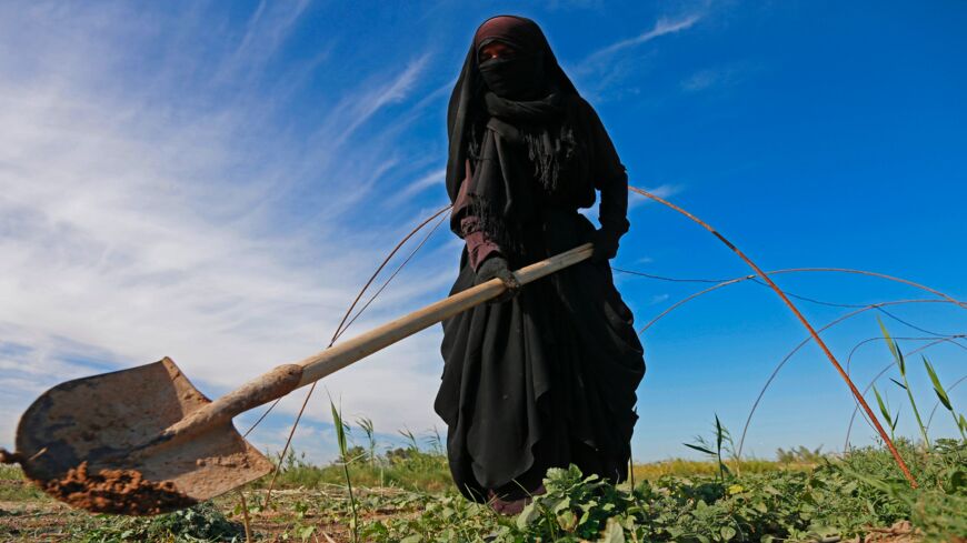 An Iraqi woman farmer digs with a shovel in a field in Diwaniyah
