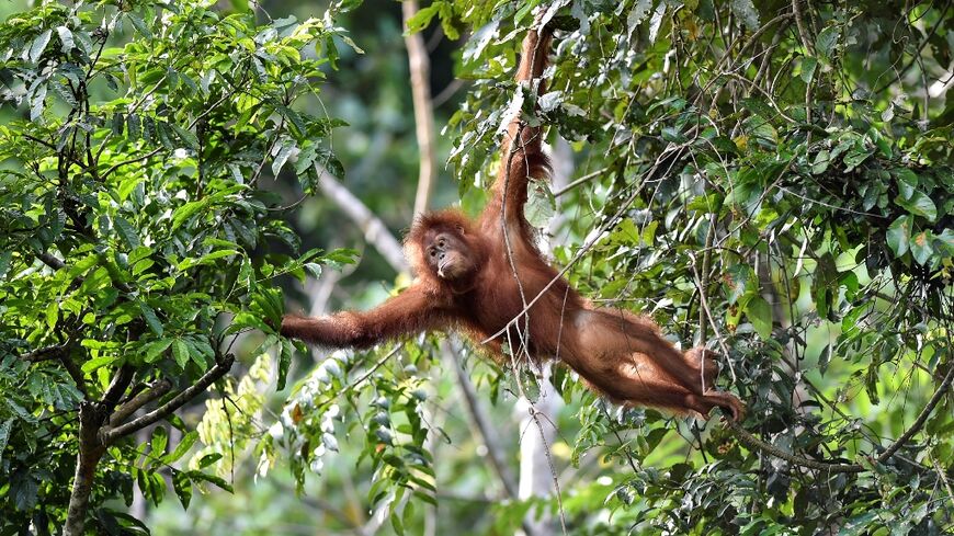 Wildlife needs more protected space to survive and thrive, experts say