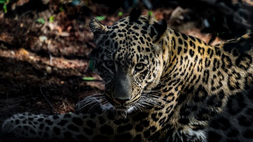 An adult male Persian leopard pictured at Lisbon Zoo on November 15, 2019