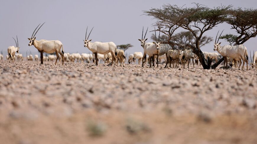 Omani oryx