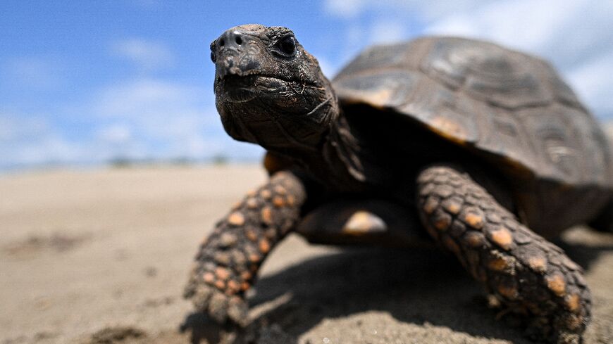 Half of turtle species assessed are at risk
