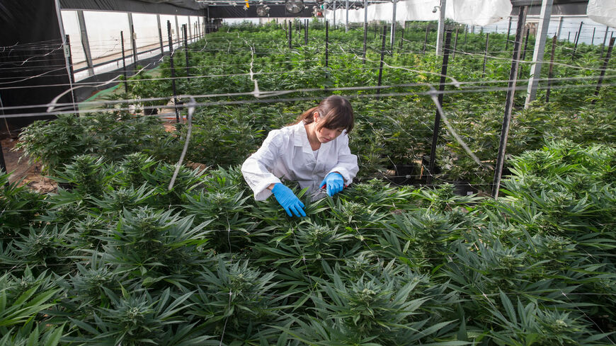 An Israeli woman works among marijuana plants at the Breath Of Life Pharma greenhouse in the country's second-largest medical cannabis plantation, near Kfar Pines, northern Israel, March 9, 2016.