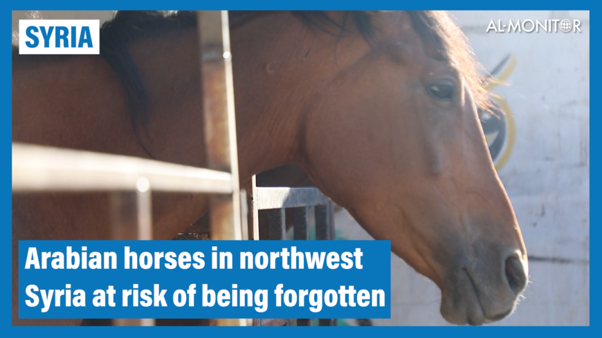 Arabian horses in northwest Syria at risk of being forgotten