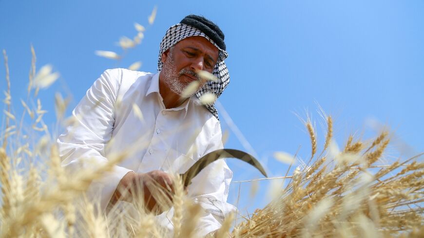Iraq's wheat is caught between a rock and a hard place: searing heat and lack of rain is threatening harvests while Russia's invasion of Ukraine has driven up the cost of fuel, seeds and fertiliser