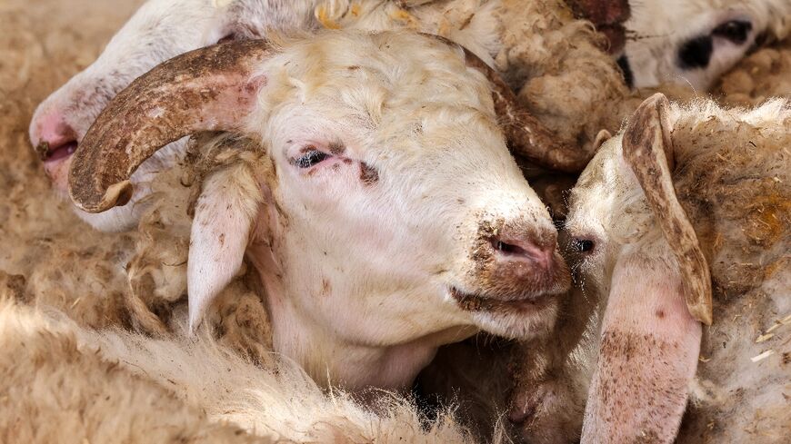 Sheep pictured inside an enclosure at an abattoir in Al Qouz industrial area in the Gulf emirate of Dubai