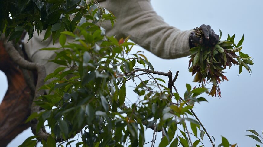 Farmers of khat or miraa in Kenya have been hard hit by the Somali ban 