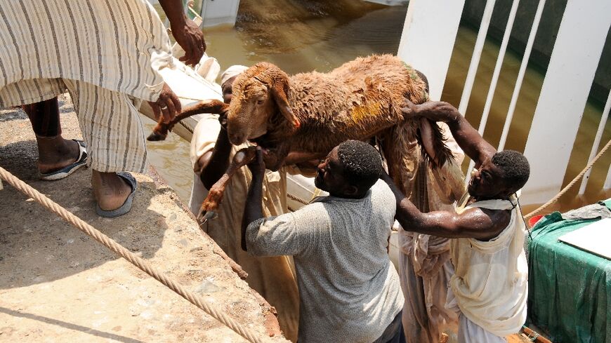 Only around 700 of the 15,800 sheep on board were rescued when the overloaded cargo vessel 'Badr 1' sank at Sudan's Suakin port on Sunday