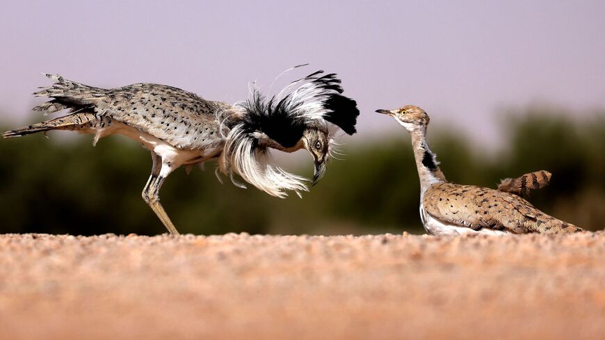 A male houbara bustard dances in order to attract females.