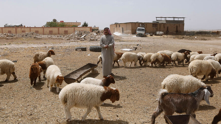 Abu Mari, a Syrian Bedouin livestock farmer who raises camels, goats and sheep, tends his flock in the village of Ghezlaniah, in the countryside of the Badia region, southeast of Damascus, Syria, April 20, 2021.