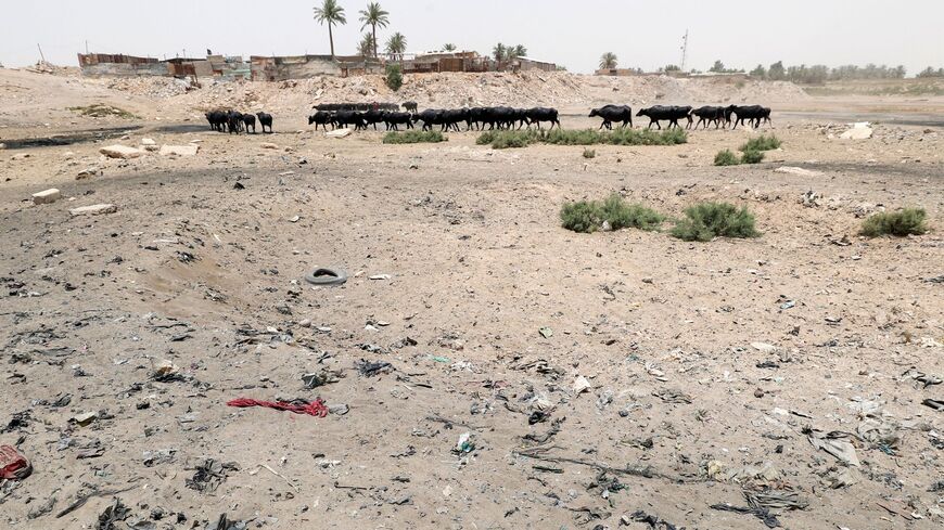 Buffalo graze by the bed of the dried-up Diyala River.