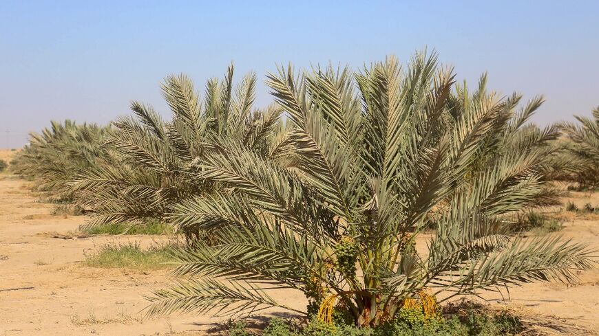 Once known as the "country of 30 million palm trees", and home to 600 varieties of the fruit, Iraq's date production has been blighted by decades of conflict and environmental challenges, including drought, desertification and salinisation