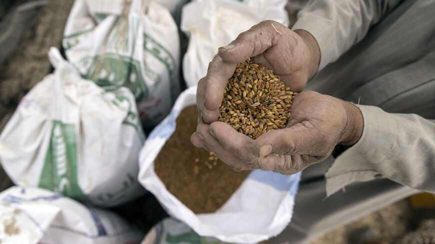 An Egyptian farmer holds harvested wheat in Qursaya island on May 16, 2022, in Cairo, Egypt. 