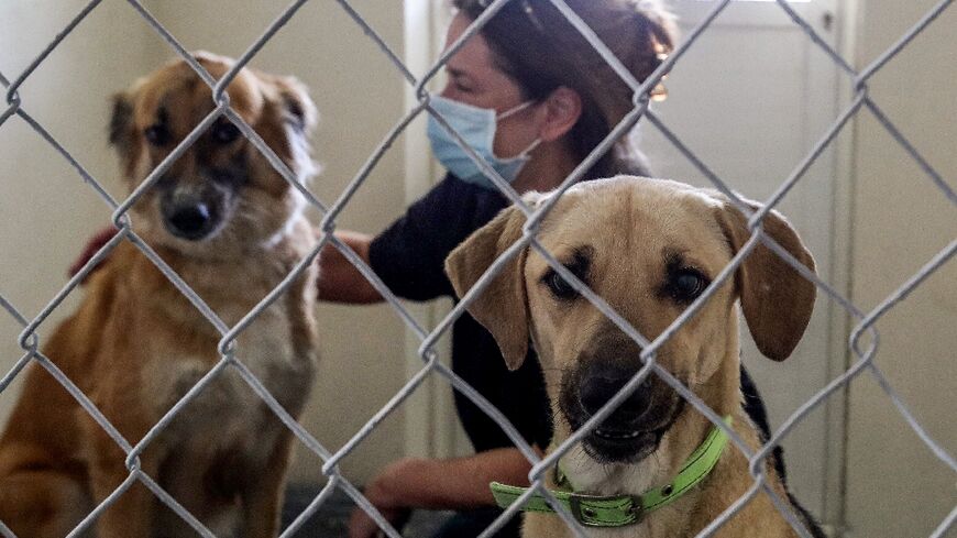 In this file photo taken on June 14, 2020 an animal trainer of the Paws animal welfare organisation checks on a rescued stray dog inside a kennel at the charity's premises south of the Qatari capital Doha