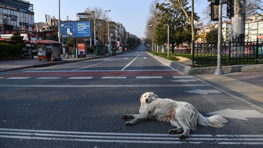 A stray dog lies on a street at Besiktas in Istanbul on April 11, 2020, as Turkish government announced a two-day curfew to prevent the spread of the epidemic COVID-19 caused by the novel coronavirus. (Photo by Ozan KOSE / AFP) (Photo by OZAN KOSE/AFP via Getty Images)