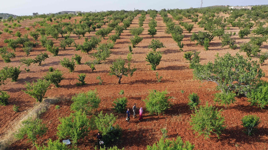 An aerial view shows Syrian farmers picking cherries in a field in the town of Juzif in the Jebel al-Zawiyah Mountains, Idlib province, Syria, May 30, 2022.