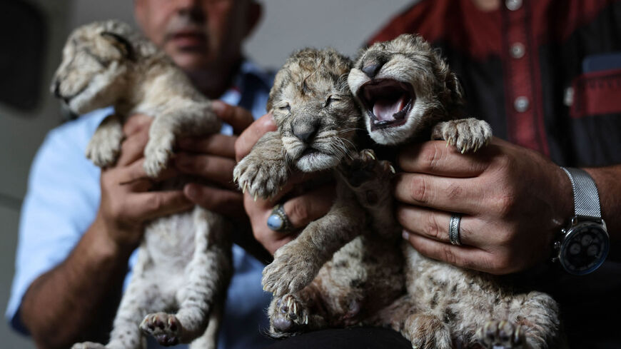 Employees present three newborn lion cubs at Nama Zoo in Gaza City, Gaza Strip, Aug. 12, 2022.