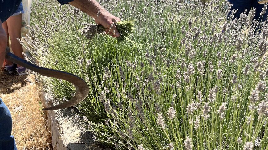 Rashid Hassan teaches visitors how to harvest lavender correctly.  