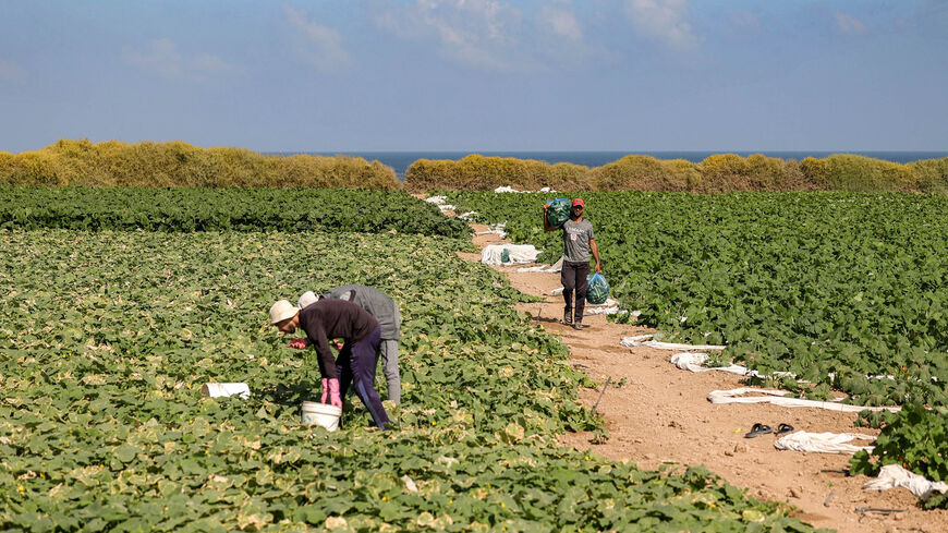 Palestinian farmers harvest cucumbers in a field near Gaza City, Gaza Strip, Sept. 7, 2022.