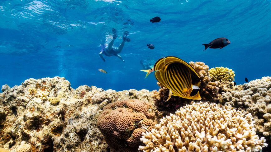 Egypt launches pilot project restore Sea coral reefs Al-Monitor: Independent, trusted coverage of the Middle East