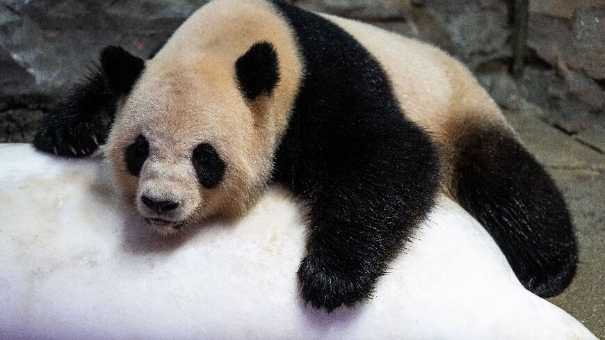 A panda cools off over a block of ice during hot weather at a zoo in Guangzhou in China's southern Guangdong province on August 12, 2022