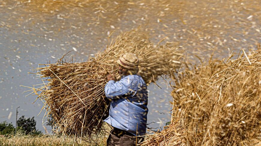 A worker carries a bale of wheat during the harvest in the village of Bamha near al-Ayyat in Egypt's Giza province.