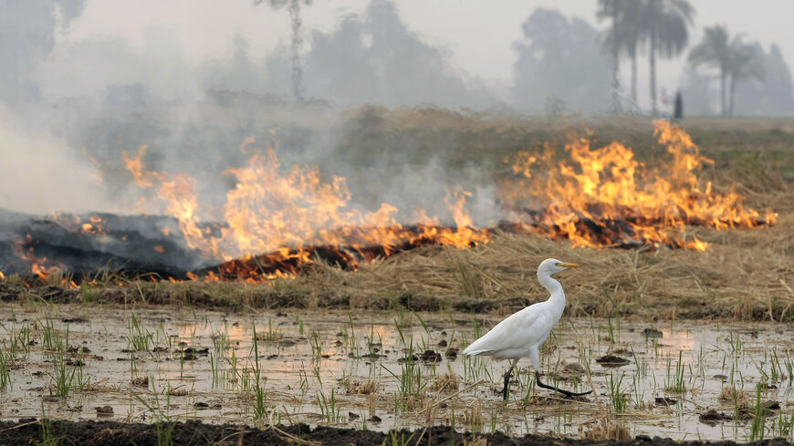 An egret wades in a rice field close to a pile of burning hay near the Nile delta town of Zagazig, north of Cairo, Egypt, Oct. 23, 2009.
